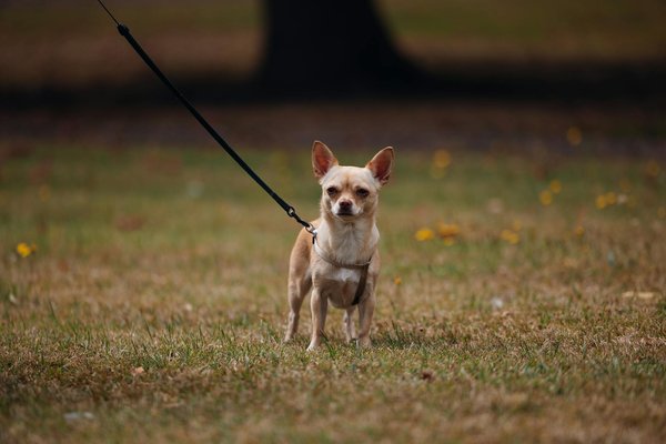 Welche innovativen Verfahren gibt es zur Entsalzung von Meerwasser für die Landwirtschaft?