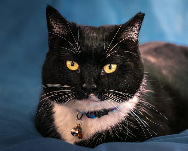 Die besten hüllen für dein iPhone 11 Pro Max entdecken